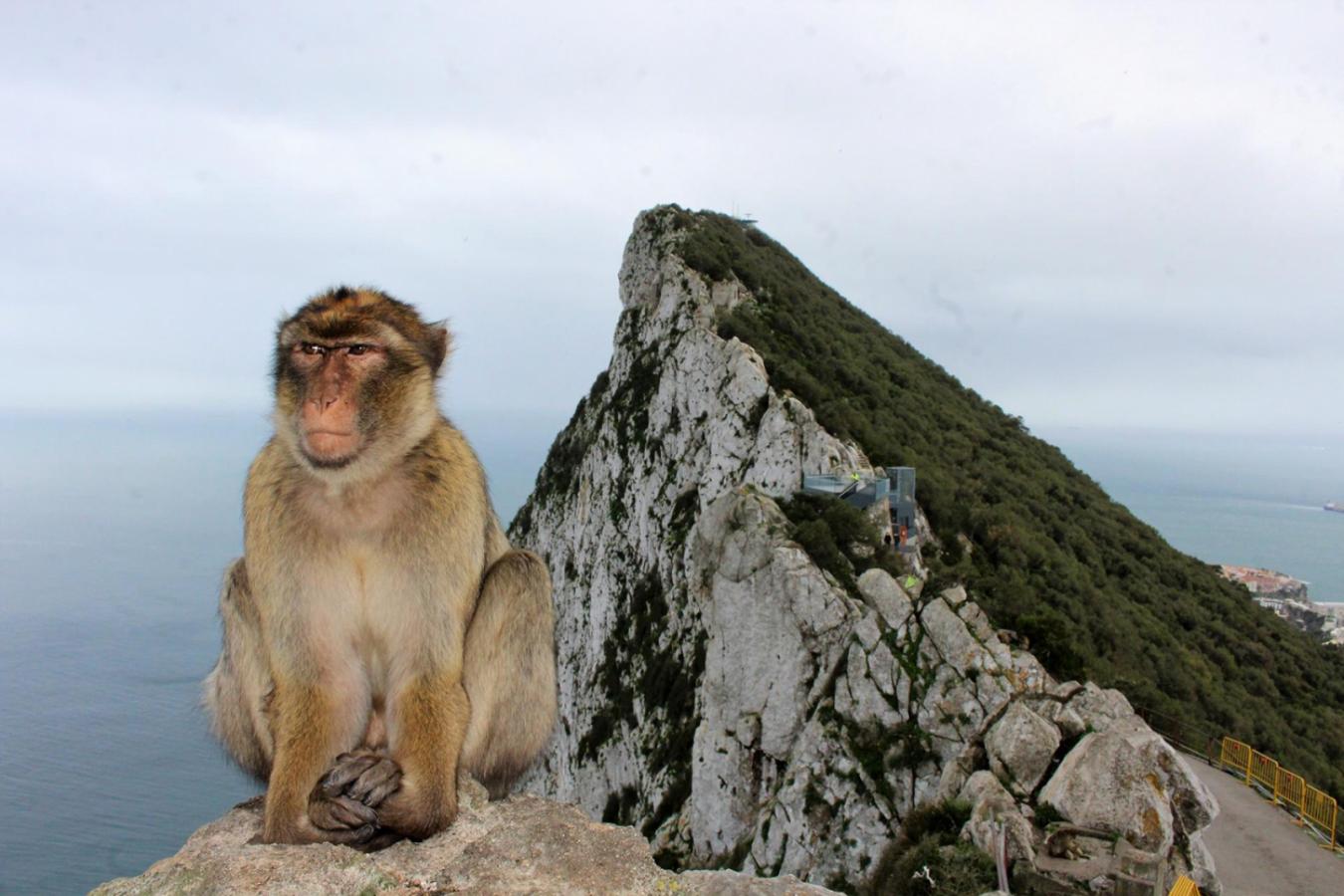 Imagen Los monos, un patrimonio de Gibraltar